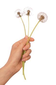 Woman holding fluffy blowballs in the hand