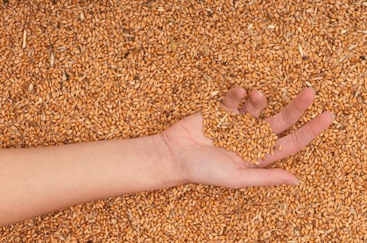 The businesswoman holds the grain for evaluating quality of the crop wheat
