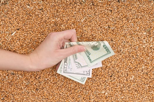 The businesswoman pays delivery of wheat by dollars