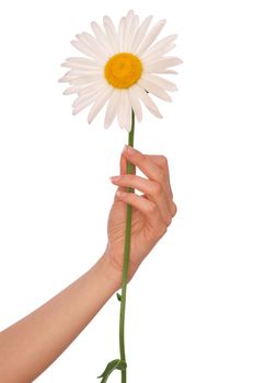 woman holding white camomile in the hand