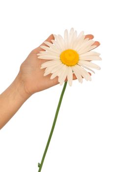 woman holding big white daisy in the hand