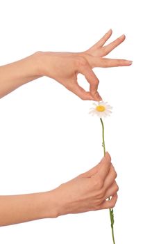 the girl help wondering about love on the petals of flower's daisy
