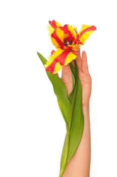 woman holding colored tulip in the hand
