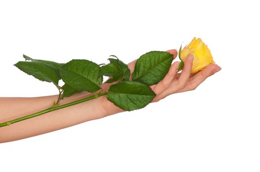 woman holding yellow rose in the hands as a gift