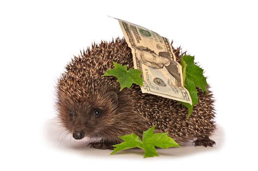 The hedgehog in motion hastens home from the bank carrying percent hundred dollars profit