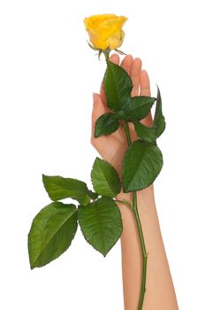 woman holding yellow rose in the hands as a gift