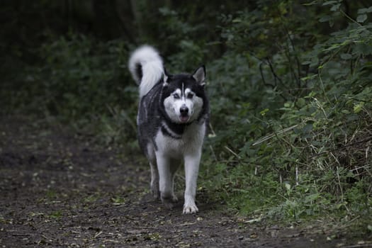 Alert beautiful adult Siberian husky walking towards the camera in green countryside with copyspace