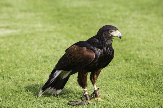 Bird of prey or raptor used in falconry standing on a green field wearing jesses or strips of leather on its legs