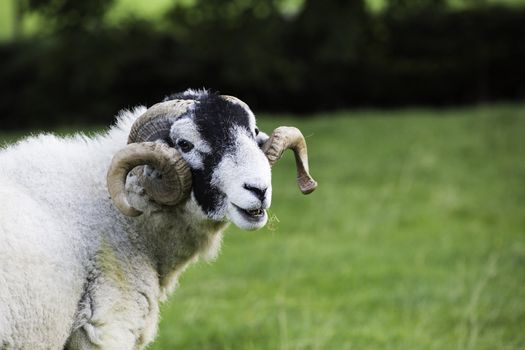 Headshot of a Herdwick ram with a good set of curled horns, a breed made popular in the Lake District by Beatrix Potter
