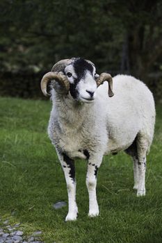 Recently shorn Herdwick ram with a lovely set of horns standing in a green pasture in the Lake District