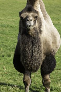 Inquisitive bactrian camel standing looking at the camera in a green pasture