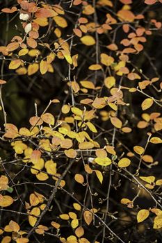 Colourful yellow autumn or fall leaves on a shrub marking the changing of the seasons