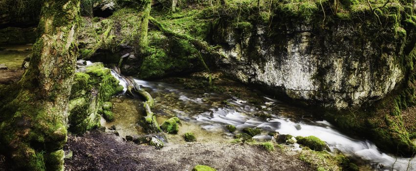 Panoramic background view of a scenic stream flowing through lush green woodland