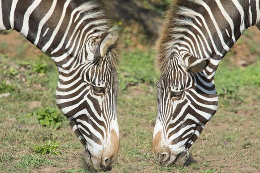 Two zebras with their heads facing each other and grazing in a meadow