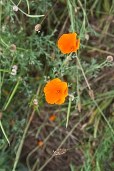 Poppies grow wild on California coast