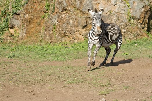 Zebra running free in his Natural habitat