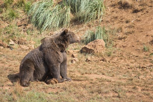 A big brown bear in his natural habitat.