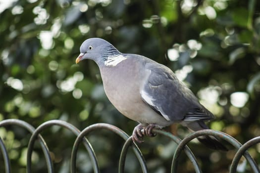 Closeup of a grey dove or pigeon perched on the arched top of a wire fence against foliage