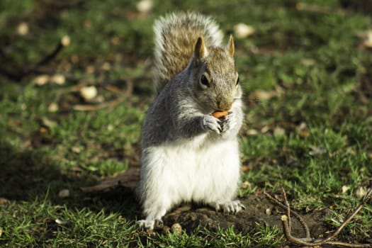 Closeup frontal view of an adult squirrel foraging for nuts sitting upright with one in its paws