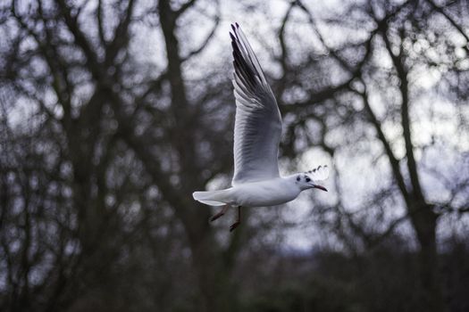 Closeup view of a seagull in flight midair with its wings outspread