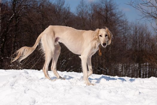 A standing white saluki on snow
