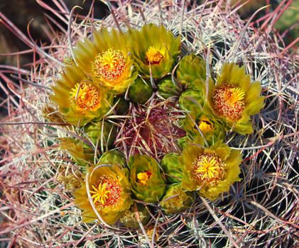 Barrel Cactus in Full Bloom at Anza-Borrego Desert