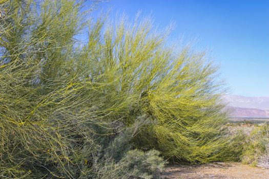 Vibrant Green Salt Cedar at Anza-Borrego Desert