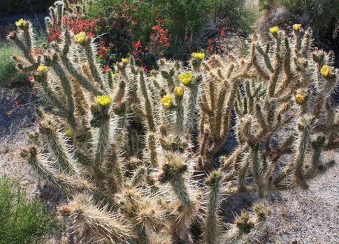 Blooming Cactus with Yellow Flowers at Anza-Borrego Desert