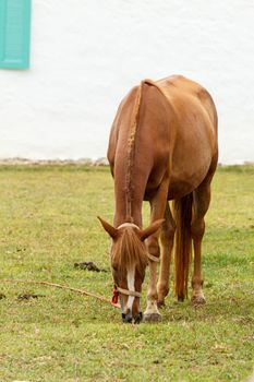 Brown horse grazing in the farm at Cha-am, Thailand.