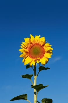 Beautiful yellow sunflower against blue sky
