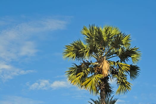 Betel nut tree on blue sky