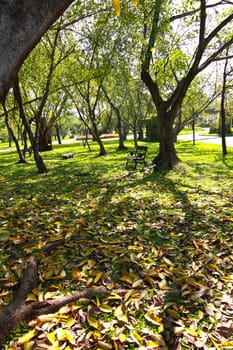Trees and leaves at the park