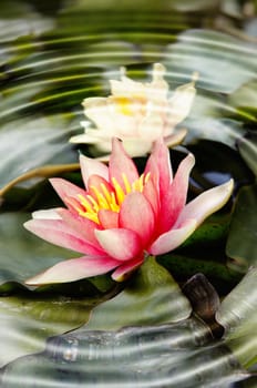 Shot of the white water lily on the water