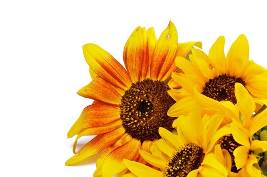 Frame of Beautiful Sunflowers  closeup isolated on white background