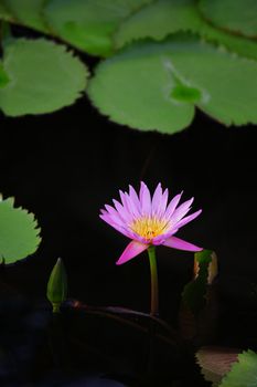 water lilly