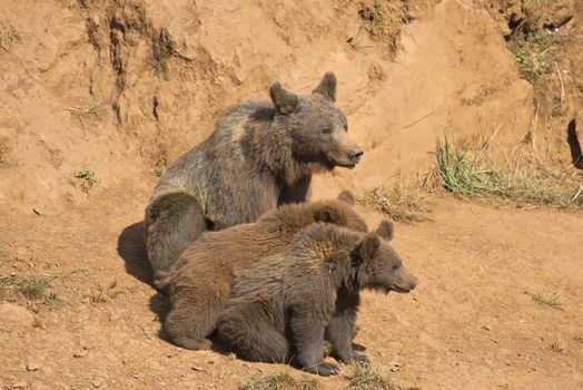 A brown bear with her three cubs in the wild.