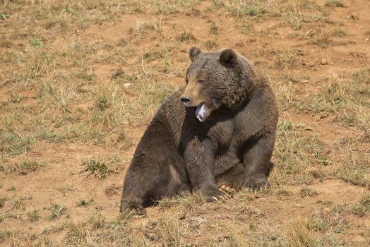 A big brown bear in his natural habitat.