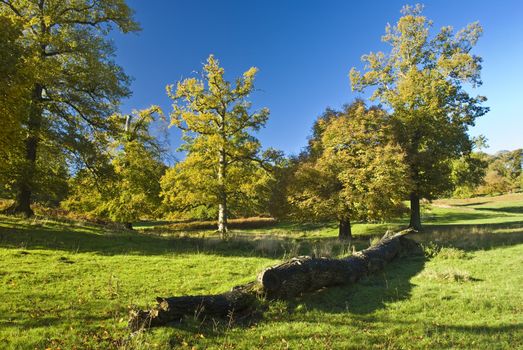 The English tree stand alone in the countryside