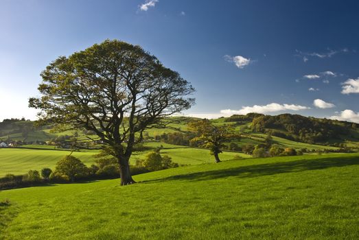 The English tree stand alone in the countryside