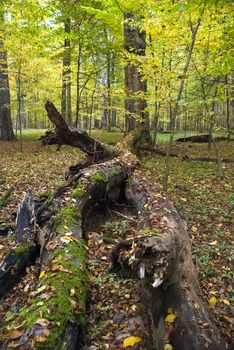 The old hornbeam forest in falls morning