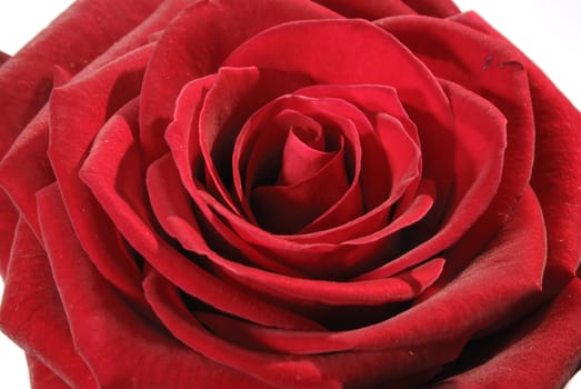 The red rose macro detail of the flower