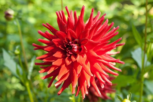 Beautiful red flower in the green shoot in the street