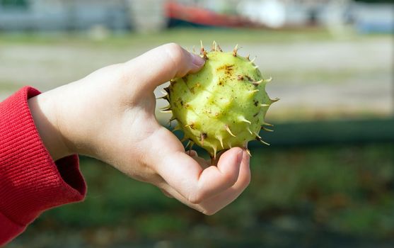 attention that pricks! child's hand and chestnut