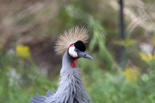 African Crested Crane closeup profile of head