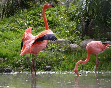 American Flamingo male displaying in front of females in water