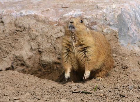 Black-tailed Prairie Dog looking to side feet up