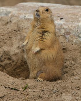 Black-tailed Prairie Dog sitting up on hind legs