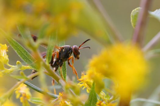 Paper Wasp Polistes sp closeup of head on goldenrod flower