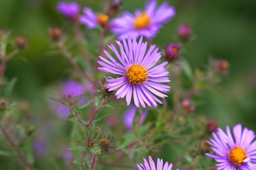 New England Aster flower novae angliae flower late summer