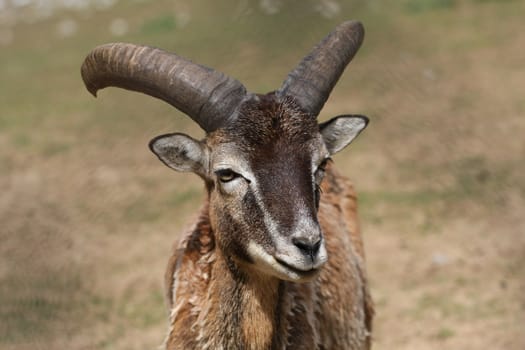 Mouflon sheep closeup of face and horns